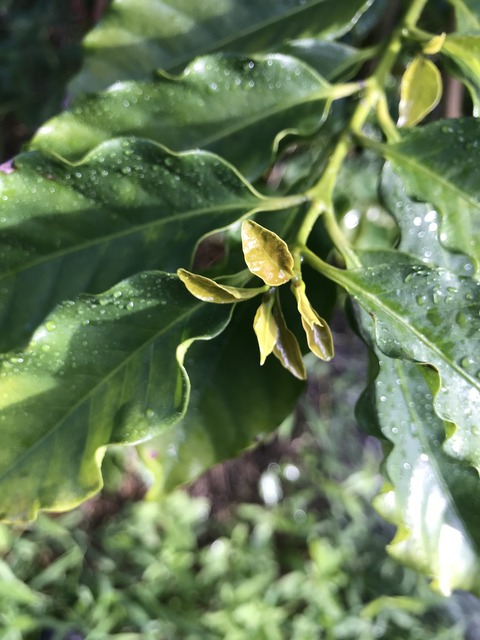 剪定箇所から芽が2つでているコーヒーの木。