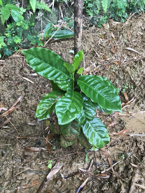 葉に艶のあるコーヒーの木の苗
