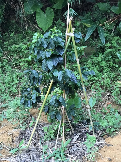 品種カツーラのコーヒーの木の苗